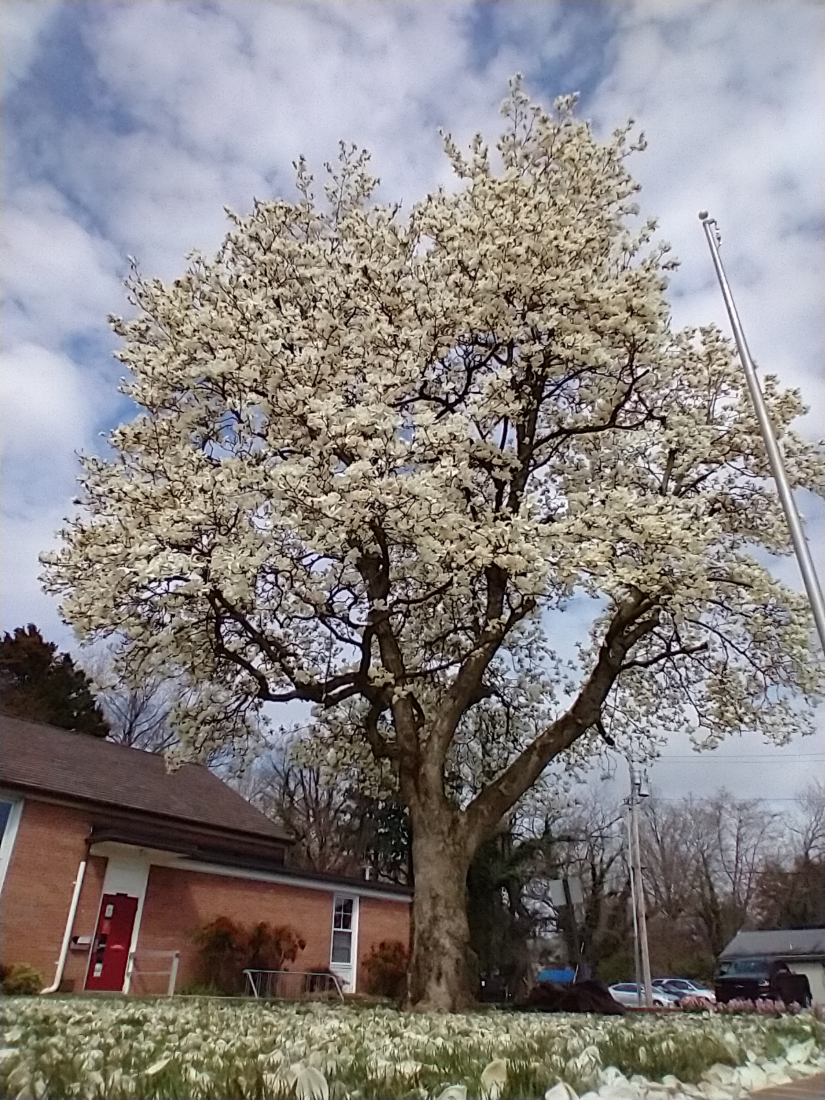 Magnolia Tree Easter 2021